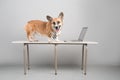 Business concept smart pet dog using laptop computer Royalty Free Stock Photo