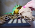 Business concept time money, frog to money accumulation, Russian coins in a bag with a hand that puts a coin. close-up. Royalty Free Stock Photo