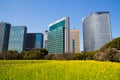 The business district of Shiodome, Tokyo, Japan with rapeseed field Royalty Free Stock Photo