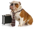 Business dog Royalty Free Stock Photo