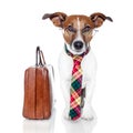 Business dog Royalty Free Stock Photo