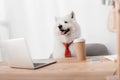 Business dog with laptop Royalty Free Stock Photo