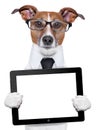 Business dog Royalty Free Stock Photo