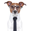 Business dog Royalty Free Stock Photo
