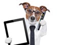 Business dog Royalty Free Stock Photo