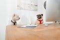 Business dogs in office