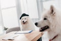 Business dogs in office