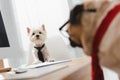 Business dogs in office