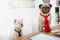 Business dogs Royalty Free Stock Photo