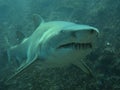 Business end of a grey nurse shark Royalty Free Stock Photo