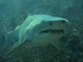 Business end of a grey nurse shark