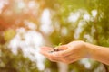 Business and finance concept. A man hand holding plant growing on stack of coins with green nature as background Royalty Free Stock Photo