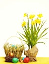 Spring yellow narcissus, colorful easter eggs isolated on white Royalty Free Stock Photo