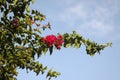 Business of flowering Bugenvillia against the backdrop of the blue sky. Blooming bureau of bugenville. Royalty Free Stock Photo