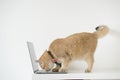 business with gold brittish cat costume with necktie and use laptop