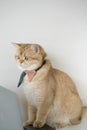 business with gold brittish cat costume with necktie and use laptop