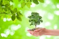 Business Growing Concept : Plant tree growing thru from pile of coins in woman hand with green natural in background. Royalty Free Stock Photo