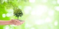 Plant tree growing thru from pile of coins in woman hand with green natural and bokeh light in background. Royalty Free Stock Photo