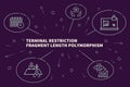 Business illustration showing the concept of terminal restriction fragment length polymorphism