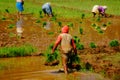Business in India. Farmers plowing rice field
