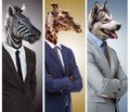 Business - its a jungle out there. Conceptual image of animal heads on business people. Royalty Free Stock Photo