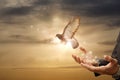 Businessman release dove from their hands flying against the background of a sunny sunset