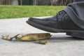 Close up, Man with black leather shoe, stepping on banana peel Royalty Free Stock Photo