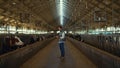 Business owner inspecting livestock facility. Modern cowshed building interior.
