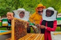 Business partners with an experienced senior beekeeper checking the quality and production of honey at a large bee farm Royalty Free Stock Photo