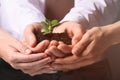 Business people holding green seedling with soil, closeup Royalty Free Stock Photo