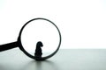 Silhouette of horse chess pawn behind magnifier glass / magnifying horse knight Royalty Free Stock Photo