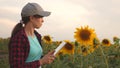 Business woman analyzes profits in field. farmer woman working with a tablet in a sunflower field in the sunset light Royalty Free Stock Photo