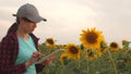 Business woman analyzes profits in field. farmer woman working with a tablet in a sunflower field in the sunset light Royalty Free Stock Photo