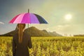 Business woman holding multicolored umbrella in sunflower field Royalty Free Stock Photo