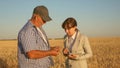 Business woman with tablet and farmer teamwork in a wheat field. farmer holds a grain of wheat in his hands. A business Royalty Free Stock Photo