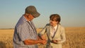 Business woman with tablet and farmer teamwork in a wheat field. farmer holds a grain of wheat in his hands. A business Royalty Free Stock Photo