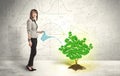 Business woman watering a growing green dollar sign tree Royalty Free Stock Photo