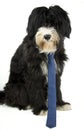 Businessdog