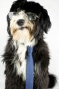 Businessdog