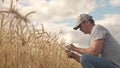 Businessman analyzing grain harvest. farmer working with tablet computer on wheat field. agricultural business Royalty Free Stock Photo