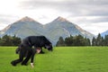 Businessman and bear are ready to race on green grass