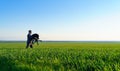 Businessman carries an office chair in a field to work, freelance and business concept, green grass and blue sky as background