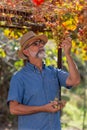 Businessman checking his grapes, farmer checking his products Royalty Free Stock Photo