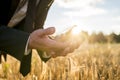 Businessman cupping a ripe ear of wheat in his hands Royalty Free Stock Photo