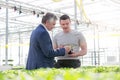 Businessman discussing over herb seedling with botanist in greenhouse