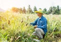 Businessman farmer holding tablet for checking in pineapple field. Smart farmer concept use technology internet and information Royalty Free Stock Photo