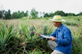 Businessman farmer holding tablet in pineapple field. Royalty Free Stock Photo