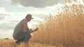 Businessman farmer working with tablet computer in a wheat field. agricultural business. Agronomist analyzes grain Royalty Free Stock Photo