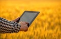 Businessman is on a field of ripe wheat and is holding a Tablet computer. Royalty Free Stock Photo