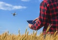 Businessman is on a field of ripe wheat is holding a Tablet computer and controls the quadcopter.